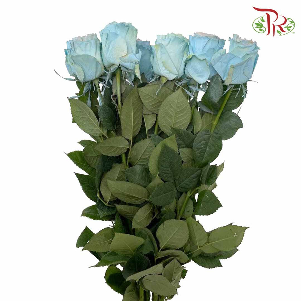 Rose Jellyfish 2 (8-10 Stems) - Pudu Ria Florist Southern