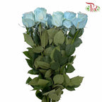 Rose Jellyfish 2 (8-10 Stems) - Pudu Ria Florist Southern