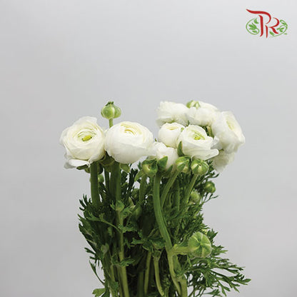 Ranunculus White (8 - 10 Stems) - Pudu Ria Florist Southern