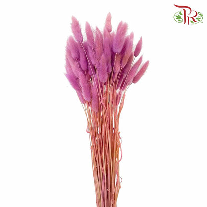 Dry Lagurus (Bunny Tails) - Magenta - Pudu Ria Florist Southern