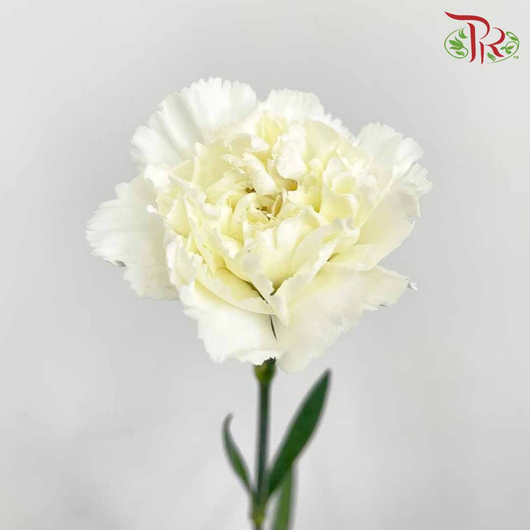 Carnation White (18-20 Stems) - Pudu Ria Florist Southern