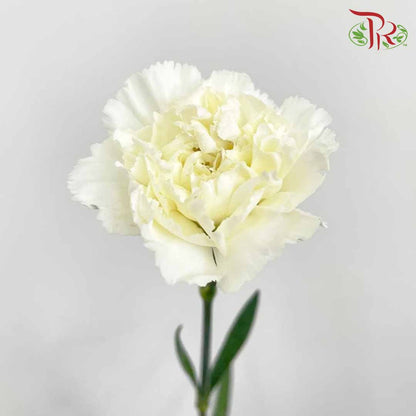 Carnation White (18-20 Stems) - Pudu Ria Florist Southern