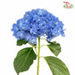 Hydrangea Blue / Per Stem