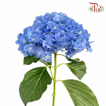 Hydrangea Blue / Per Stem - Pudu Ria Florist Southern