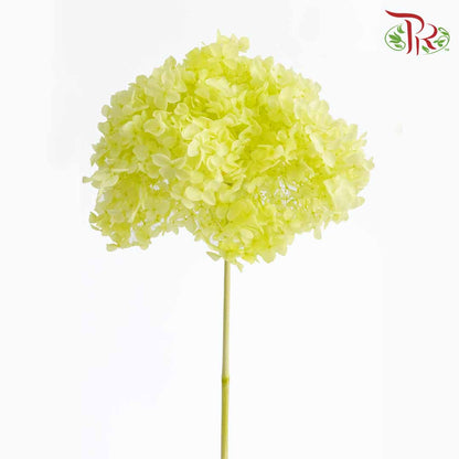 Preservative Hydrangea - Light Green / Per Stem - Pudu Ria Florist Southern