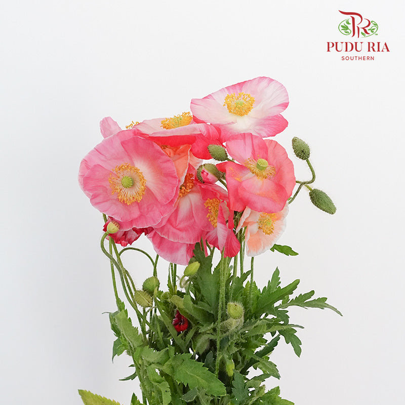 Corn Poppy - Pudu Ria Florist Southern