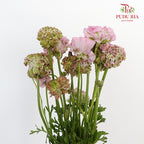Ranunculus Pon Pon (8 - 10 Stems) - Pudu Ria Florist Southern