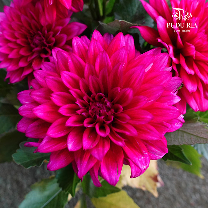 Dahlia Plant 大丽花 - Pudu Ria Florist Southern