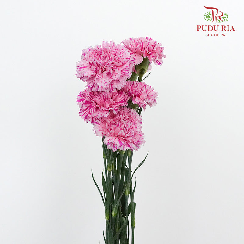Carnation Jubille (8-10 Stems) - Pudu Ria Florist Southern