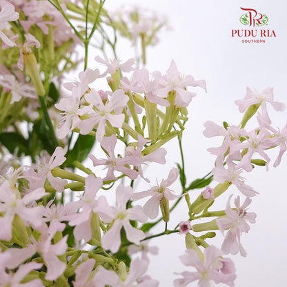 Saponaria - Pudu Ria Florist Southern