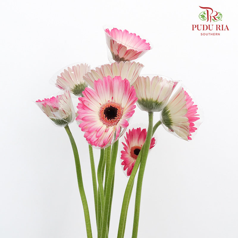 Gerbera White/Purple (8-10 Stems) - Pudu Ria Florist Southern