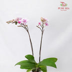 Phalaenopsis Orchid Purple Without Pot / Per Stem (S) - Pudu Ria Florist Southern