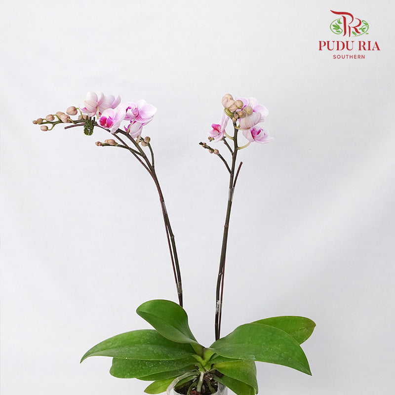 Phalaenopsis Orchid Purple Without Pot / Per Stem (S) - Pudu Ria Florist Southern