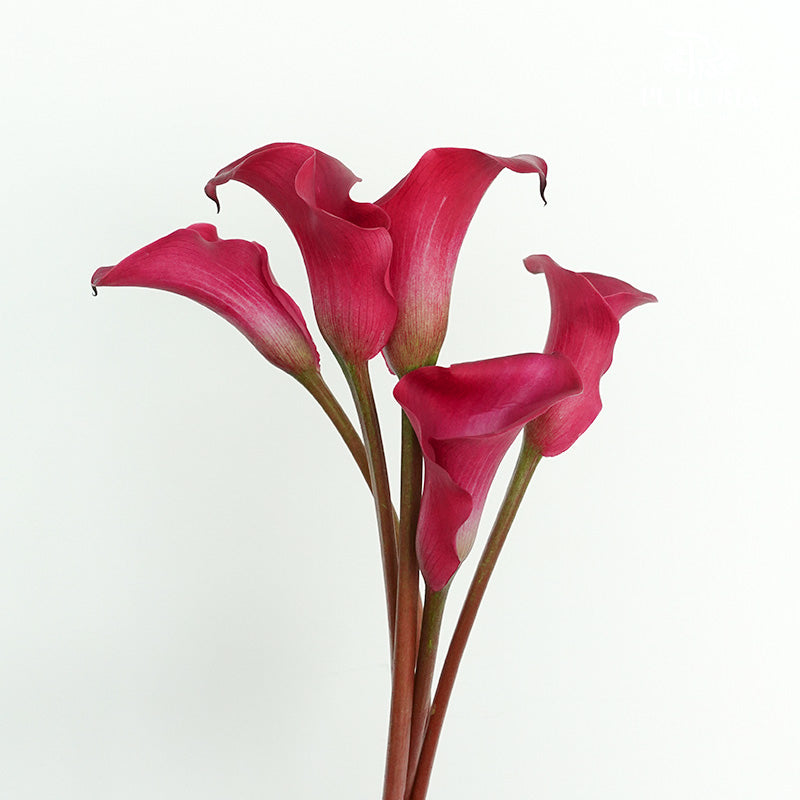Calla Lily Cherry Pink - 5 Stems - Pudu Ria Florist Southern