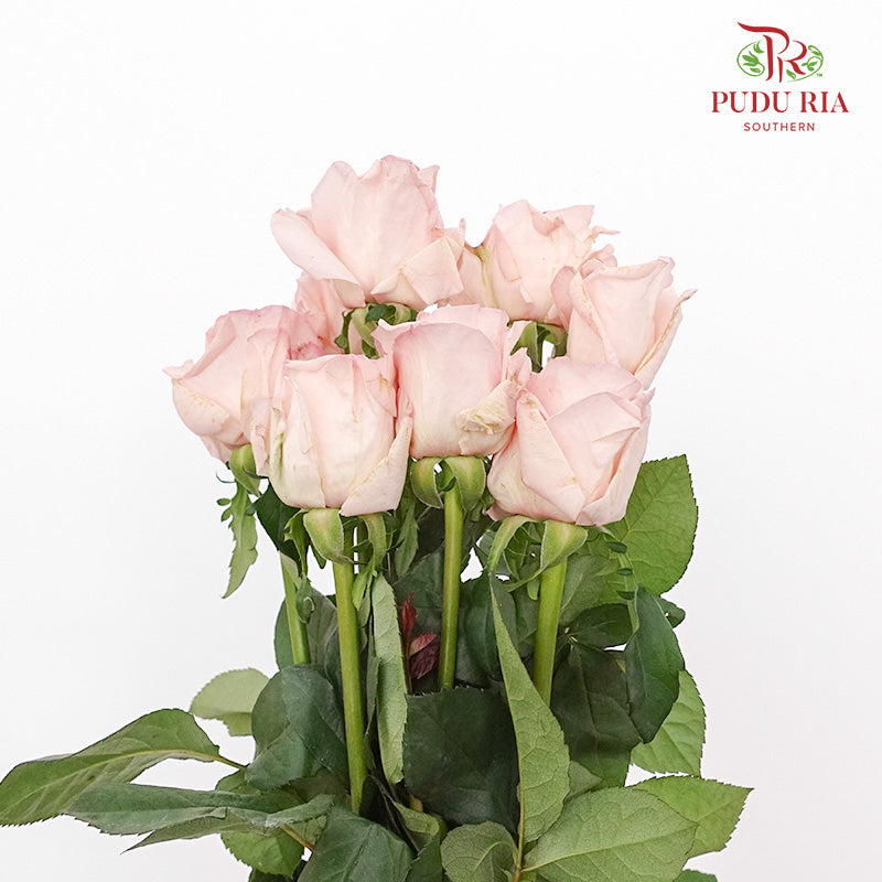 Rose Perfume Pagoda (8-10 Stems) - Pudu Ria Florist Southern