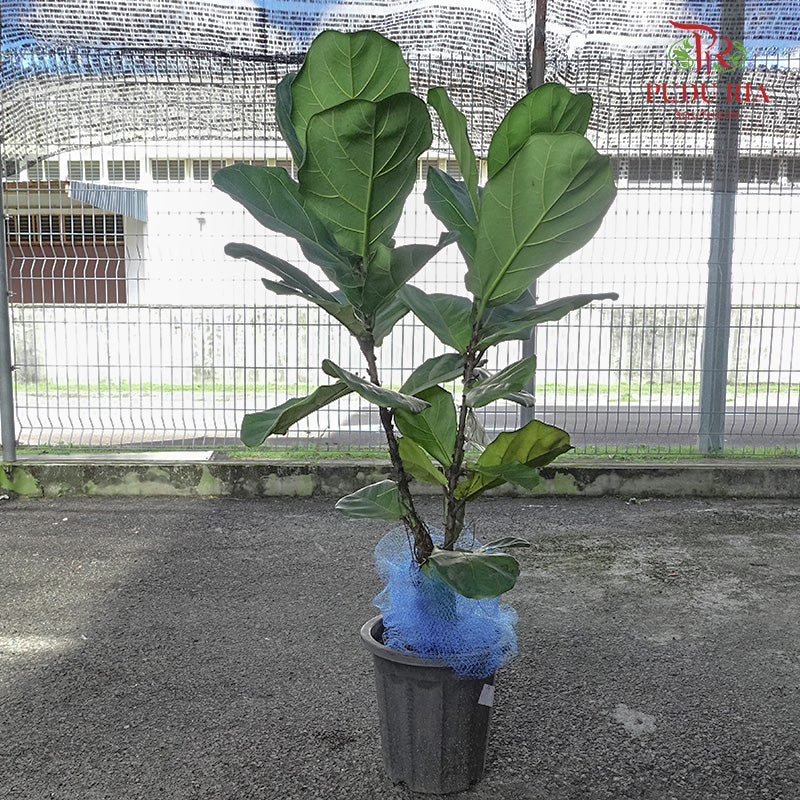 Ficus Lyrata (Single) - Pudu Ria Florist Southern