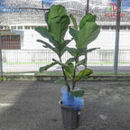 Ficus Lyrata (Single) - Pudu Ria Florist Southern