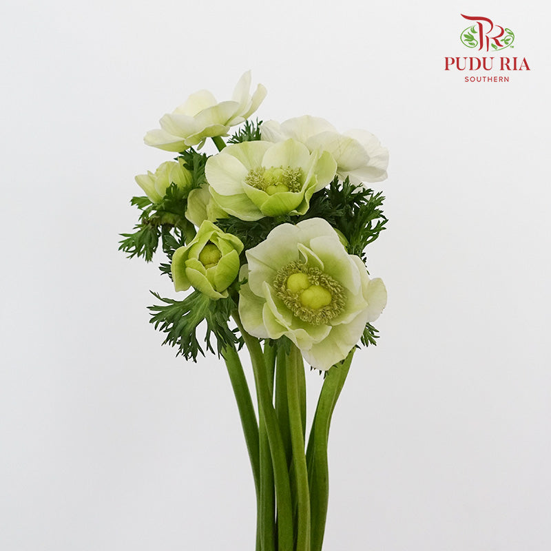 Anemone - Pudu Ria Florist Southern