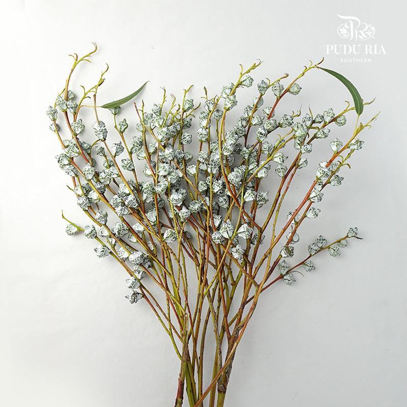 Eucalyptus nut - Pudu Ria Florist Southern