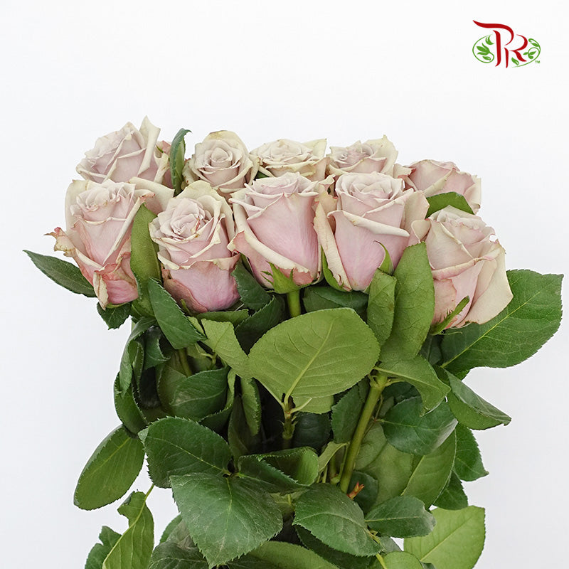 Rose Wild Moss (8-10 Stems) - Pudu Ria Florist Southern