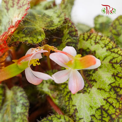 Begonia - Sizemoreae - Pudu Ria Florist Southern