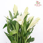 Mcdonna Lily White - Pudu Ria Florist Southern