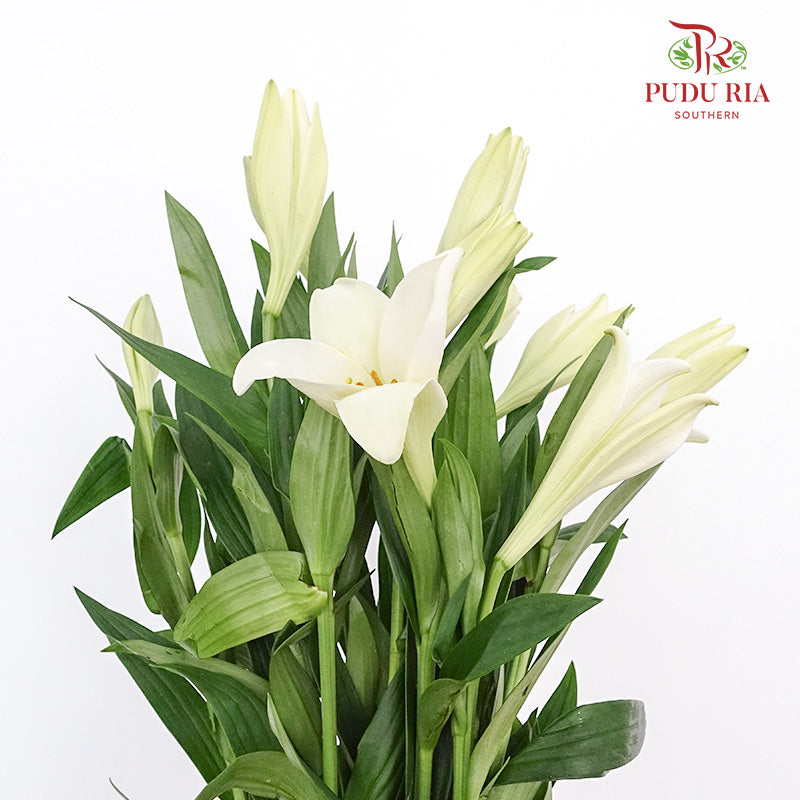 Mcdonna Lily White - Pudu Ria Florist Southern