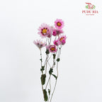 Dry Rubia - Pink - Pudu Ria Florist Southern