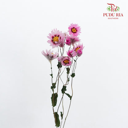 Dry Rubia - Pink - Pudu Ria Florist Southern