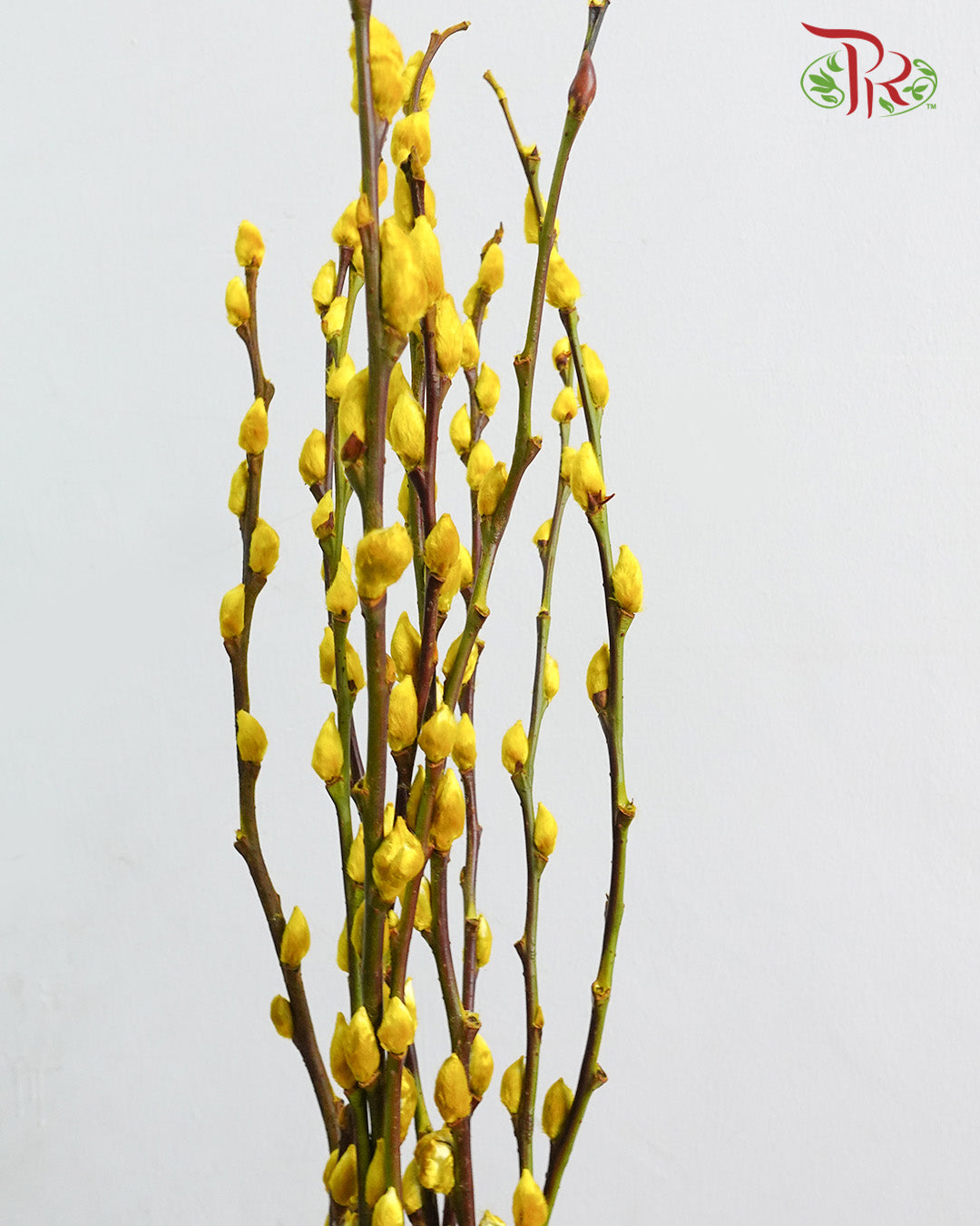 银柳 Pussy Willow Yellow - Pudu Ria Florist Southern