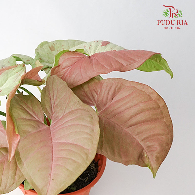 Syngonium Milk Confetti - Pudu Ria Florist Southern