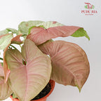 Syngonium Milk Confetti - Pudu Ria Florist Southern