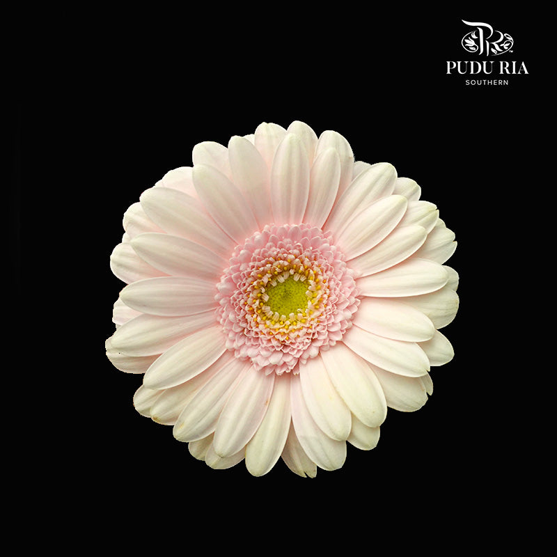 Gerbera Soft Pink (5 Stems) - Pudu Ria Florist Southern