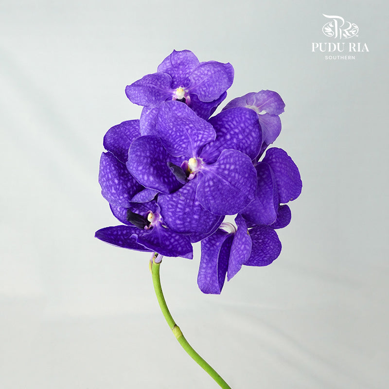 Vanda Orchid Blue - per stem - Pudu Ria Florist Southern