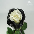 Rose Black Edge (8-10 Stems) - Pudu Ria Florist Southern