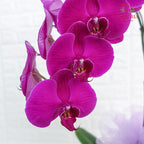 Hari Raya Phalaenopsis Orchid Arrangement (1 stems) - Pudu Ria Florist Southern