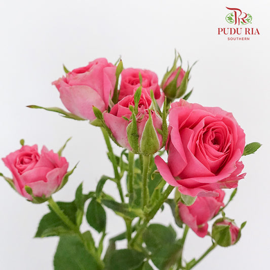 Rose Spray Cherry Pink (8-10 Stems) - Pudu Ria Florist Southern