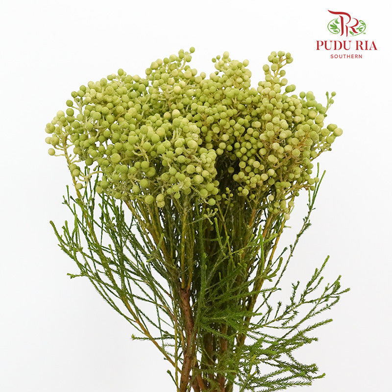Berzelia Coral - Pudu Ria Florist Southern