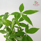 Pachira 3 plant - Pudu Ria Florist Southern