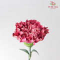 Carnation St Dragon Poison 18-20 Stems - Pudu Ria Florist Southern