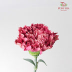 Carnation St Dragon Poison 18-20 Stems - Pudu Ria Florist Southern