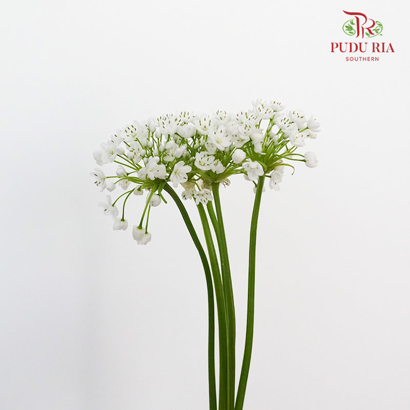 Allium White - Pudu Ria Florist Southern