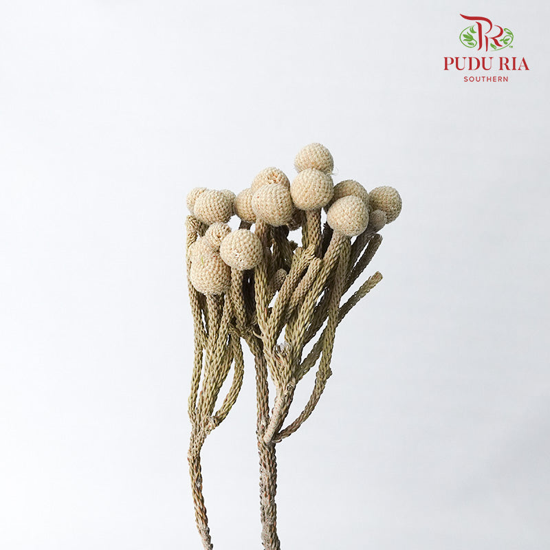 Dry Silver Brunia Big - Offer Item - Pudu Ria Florist Southern