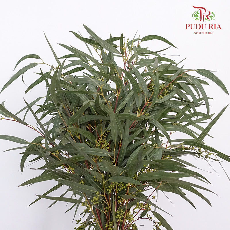 Eucalyptus With Berry (Per Bundle) - Pudu Ria Florist Southern