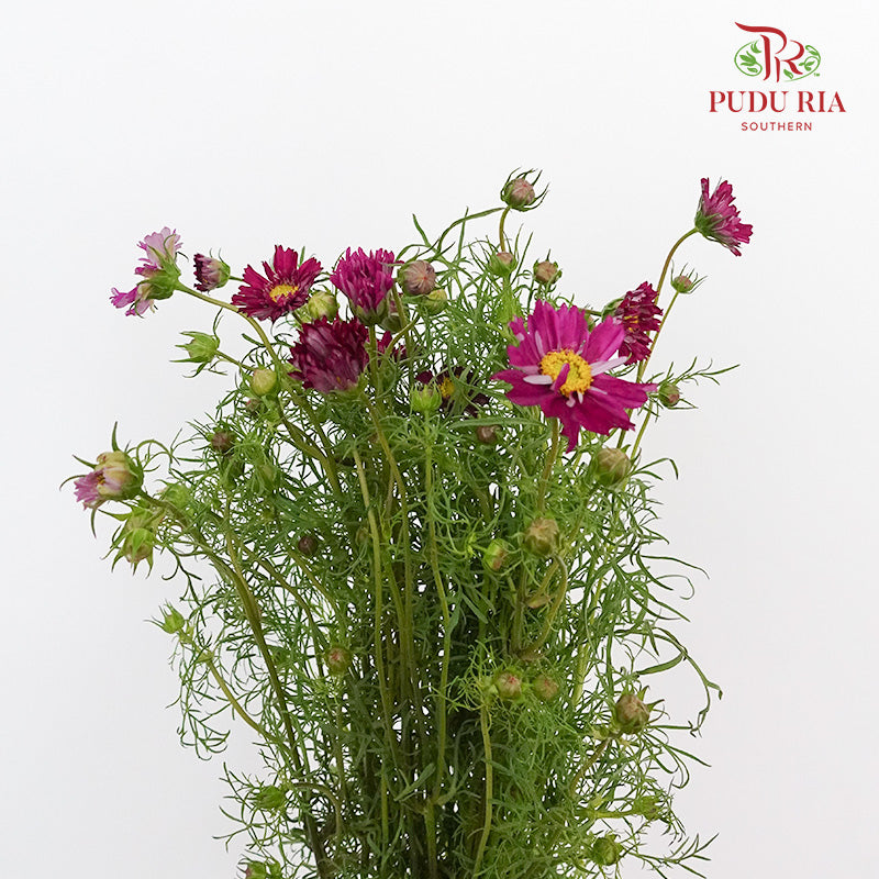 Cosmos Bipinnatus Purple (Per Bundle) - Pudu Ria Florist Southern
