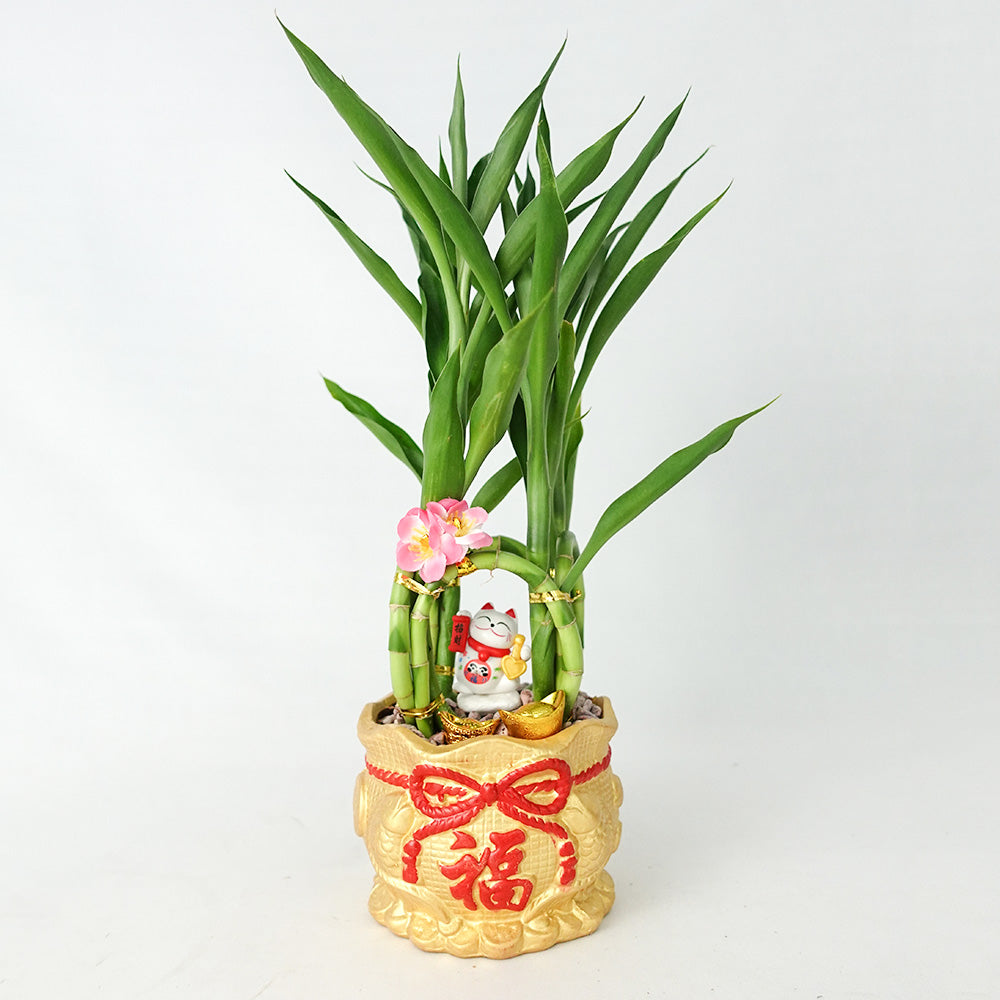 Four Season Lucky Cat 四季吉祥 / Per Pot - Pudu Ria Florist Southern