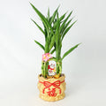 Four Season Lucky Cat 四季吉祥 / Per Pot - Pudu Ria Florist Southern