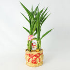Four Season Lucky Cat 四季吉祥 / Per Pot - Pudu Ria Florist Southern