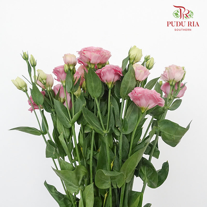 Eustoma Aube Type Pink (12-15 Stems) - Pudu Ria Florist Southern