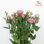 Eustoma Aube Type Pink (12-15 Stems) - Pudu Ria Florist Southern